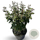 Parrotia persica Persian Spire 40-60 cm 4,0L