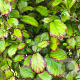 Parrotia persica Persian Spire 100-125 cm 40L meerstammig