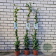 Trachelospermum jasminoides 150 cm 3,0L