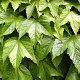 Parthenocissus tr. 'Veitch.Robusta' 200-250 cm 20L 3 stok