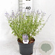Perovskia atripl. 'Prime Time' 40-50 cm 3,0L