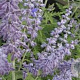 Perovskia atripl. 'Prime Time' GM P9