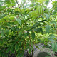 Phellodendron amurense 25-30 HO draadkluit 250 cm stam