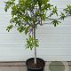 Ficus carica halfstam container