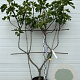 Ficus car. 'Grise de Tarascon' GM container lage leivorm U vorm