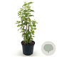 Philadelphus 'Minnesota Snowflake' 40-45 cm 3,0L