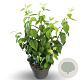 Philadelphus 'Virginal' 40-60 cm 4,0L