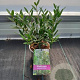 Phillyrea angustifolia 25 cm P12