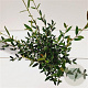 Phillyrea angustifolia 40-50 cm 2,5L
