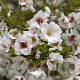 Prunus 'Hally Jolivette' 60 cm stam 7,5L