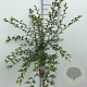 Prunus 'Hally Jolivette' 90 cm stam 7,5L