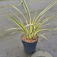 Phormium 'Apricot Queen' 80-100 cm 20L