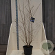 Prunus 'Mieke' 150-175 cm 20L meerstammig