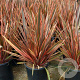 Phormium 'Maori Queen' 30-40 cm 2,0L