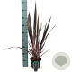 Phormium 'Sundowner' 40-50 cm 2,0L