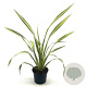 Phormium 'Yellow Wave' 30-40 cm 2,0L