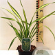 Phormium 'Yellow Wave' 30-40 cm 2,0L