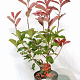 Photinia fraseri 'Camilvy' 40-60 cm 5,0L