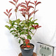 Photinia fraseri 'Camilvy' 40-60 cm 5,0L