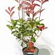 Photinia fraseri 'Camilvy' 40-60 cm 5,0L