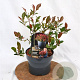 Photinia fraseri 'Little Fenna' 25-30 cm 2,0L