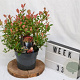 Photinia fraseri 'Little Fenna' 30-40 cm 3,0L