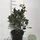 Photinia fraseri 'Little Red Robin' 30-40 cm 3,0L