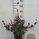 Photinia fraseri 'Little Red Robin' 30-40 cm 3,0L