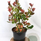 Photinia fraseri 'Little Red Robin' 40-50 cm 5,0L