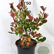 Photinia fraseri 'Little Red Robin' 40-50 cm 5,0L