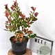 Photinia fraseri 'Little Red Robin' 40-50 cm 5,0L