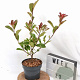 Photinia fraseri Louise 40-50 cm 3,0L