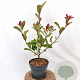 Photinia fraseri Louise 40-50 cm 3,0L