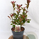 Photinia fraseri 'Mandarino' 40-50 cm 3,0L