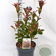 Photinia fraseri 'Mandarino' 40-50 cm 3,0L