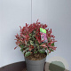 Photinia fraseri Pink Marble 35-40 cm 10L bol