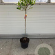 Photinia fraseri Pink Marble 80 cm stam 10L kroon