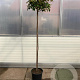 Photinia fraseri 'Red Robin' 160 cm stam 25L bol