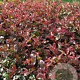 Photinia Magical Volcano 30-35 cm 2,0L