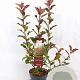Photinia Magical Volcano 40-60 cm 3,0L