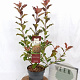 Photinia Magical Volcano 40-60 cm 3,0L