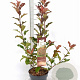 Photinia Magical Volcano 40-60 cm 3,0L