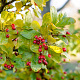 Photinia villosa 10-12 HO draadkluit 250 cm stam