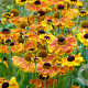 Helenium 'Sahin's Early Flowerer' GM P9