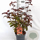Physocarpus opulif. Diable d'Or 30-50 cm 3,0L