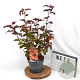 Physocarpus opulif. Diable d'Or 30-50 cm 3,0L