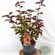 Physocarpus opulif. Diable d'Or 30-50 cm 3,0L
