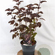 Physocarpus opulif. 'Diabolo' 30-50 cm 3,0L