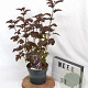 Physocarpus opulif. 'Diabolo' 30-50 cm 3,0L