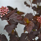 Physocarpus opulif. 'Diabolo' 30-50 cm 3,0L